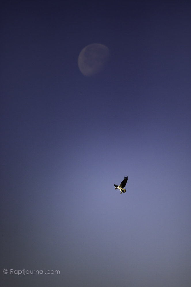 Osprey and Moon
