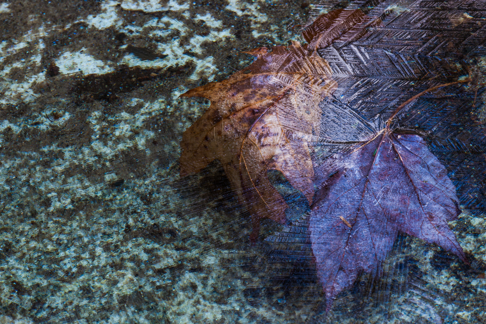 Rapt Journal
Leaves frozen in Ice Beneath Lichen Falls
