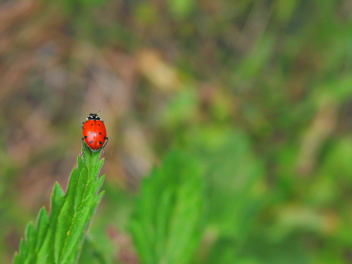 Ladybug on a nettle