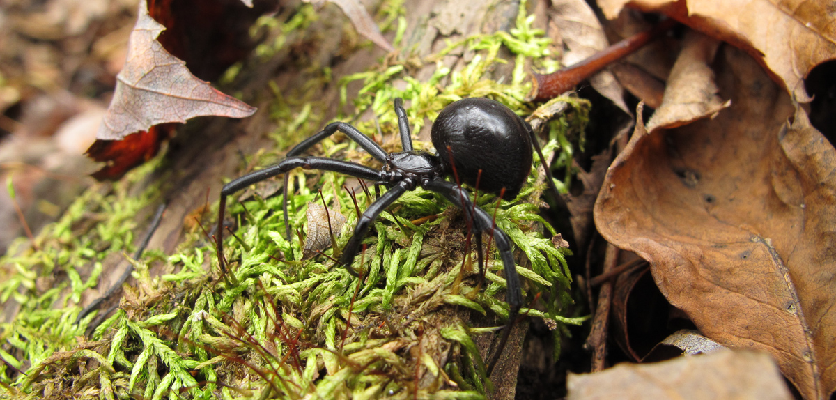 Female southern black widow after release