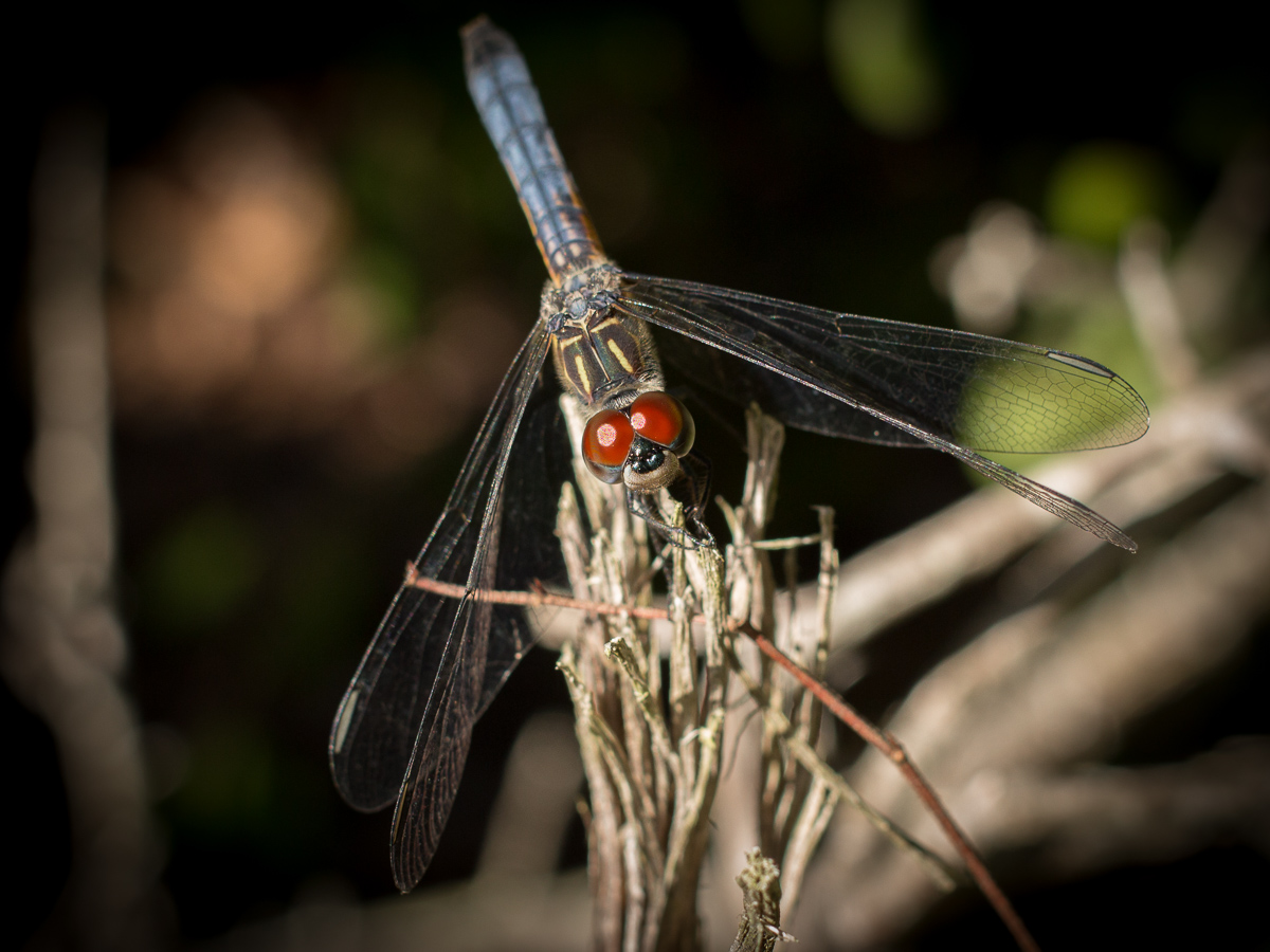 Male dragonfly